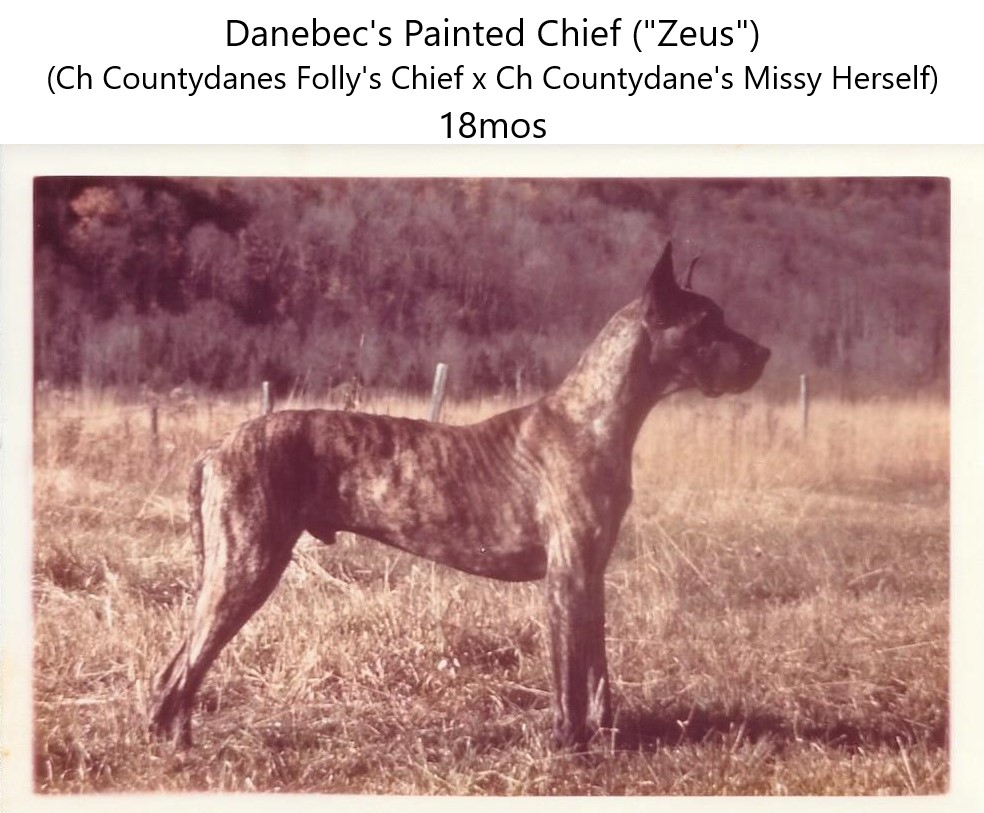 Danebecs Painted Chief